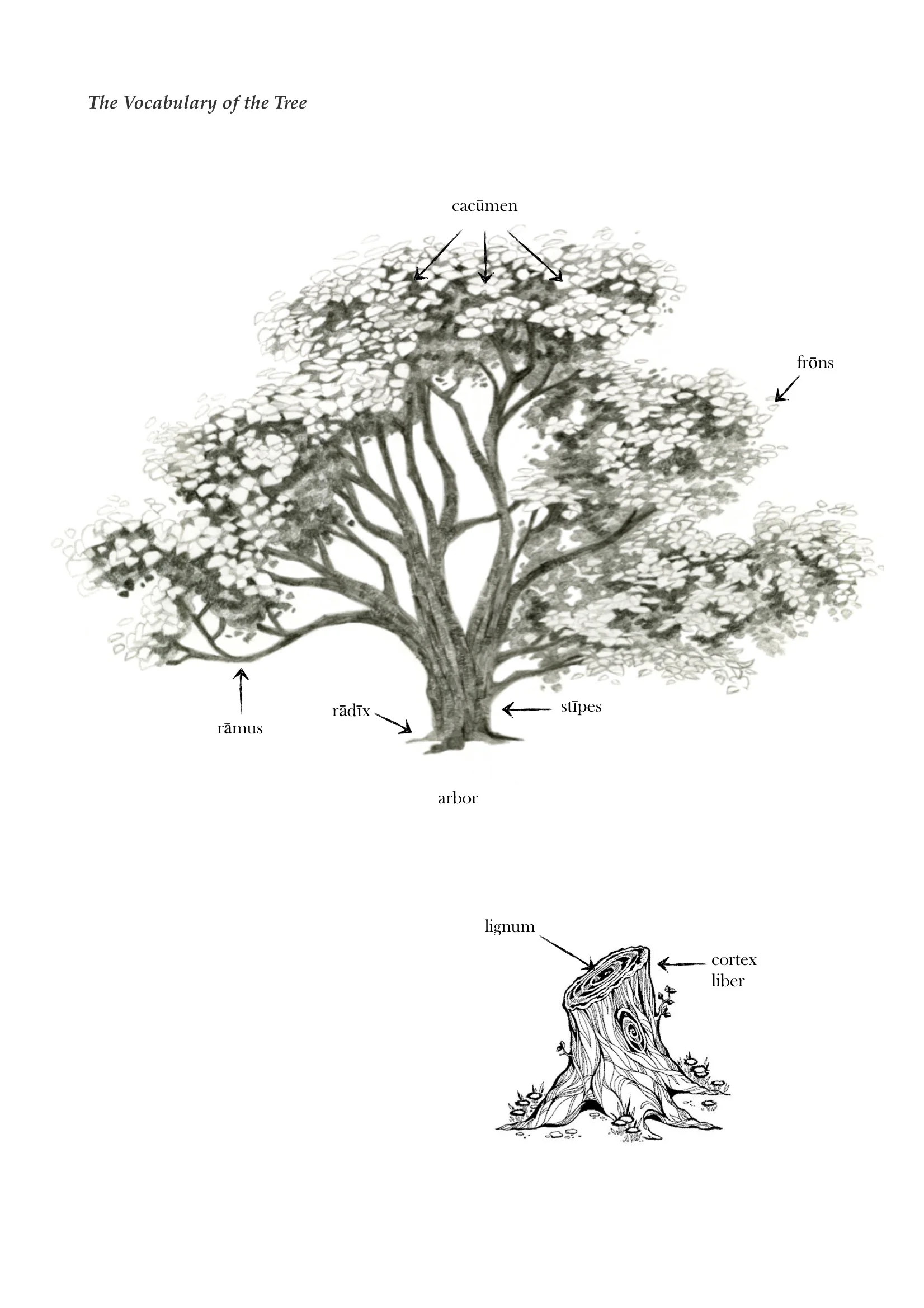 Daphne & Apollo 29.jpeg