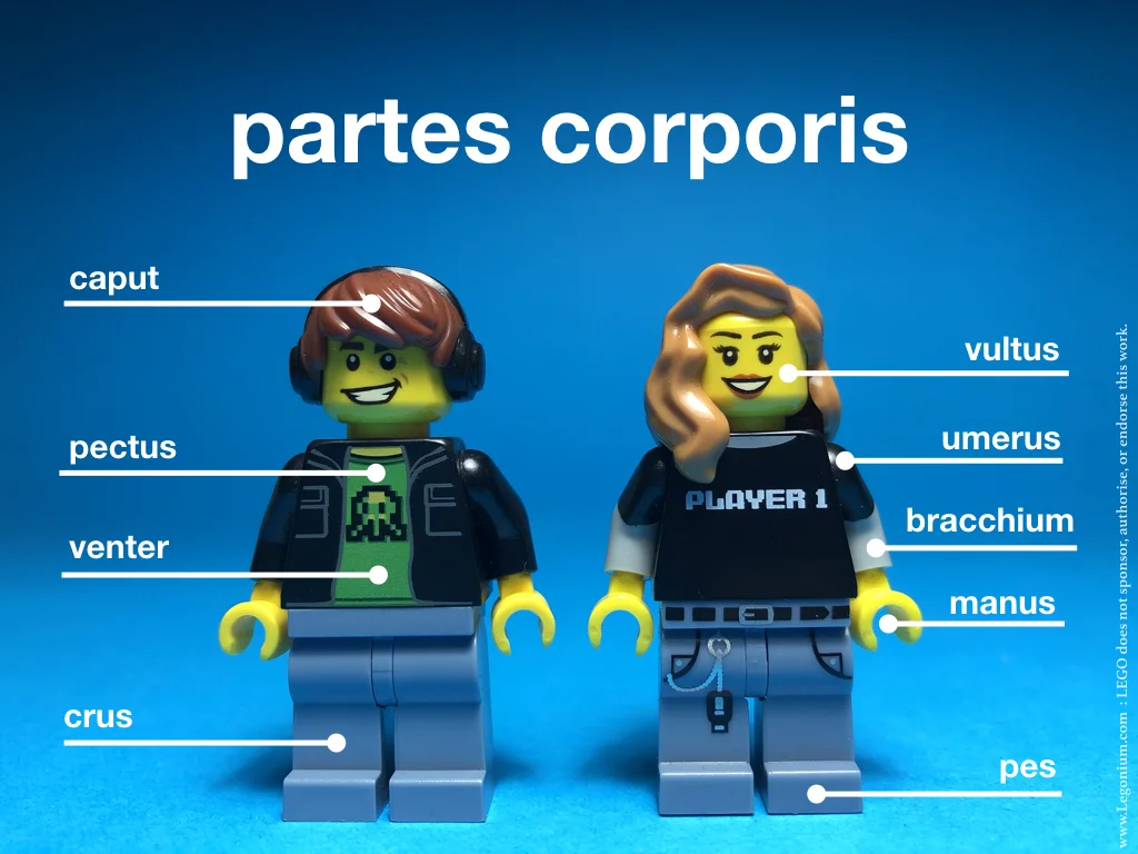 partes corporis.jpeg