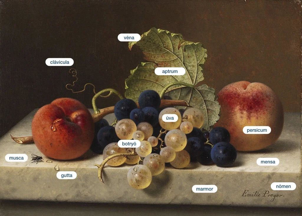 Fruit still life with two peaches and blue and green grapes on the branch and a vine leaf, Emilie Preyer