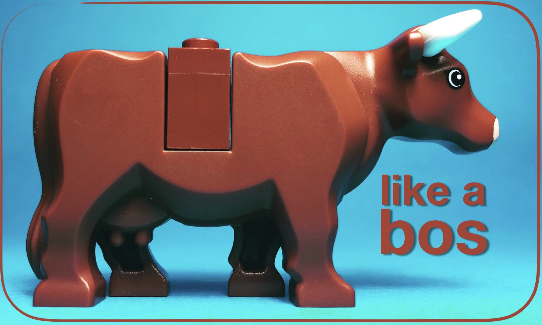 bos bovis f cow