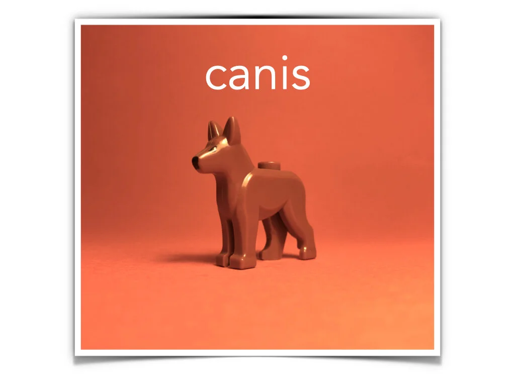 German Disco 4.057.jpeg