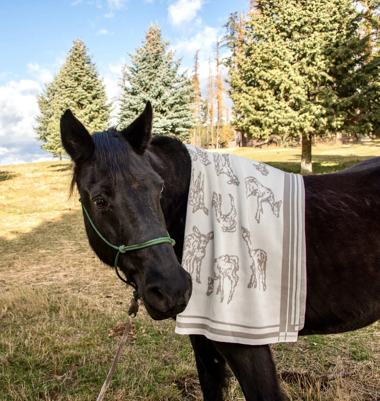 Fall 2025 blanket_Riding Center shoot5.jpg