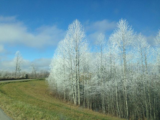 That time in December when all the trees had a layer of frost! #beautiful #kentucky #cleftRock