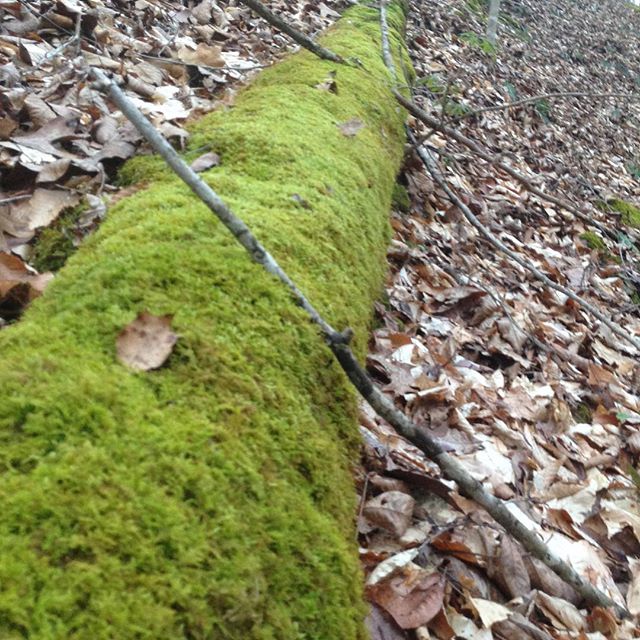 Beauty is so woven tightly into this story we live in! #cleftRock #kentucky #beautiful #beauty #itseverywhere