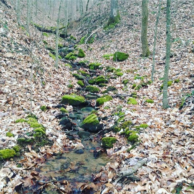 Beauty reveals herself in subtleties and whispers.
#beautiful #kentucky #itseverywhere #beauty #cleftRock #cR #cleftRockRetreat