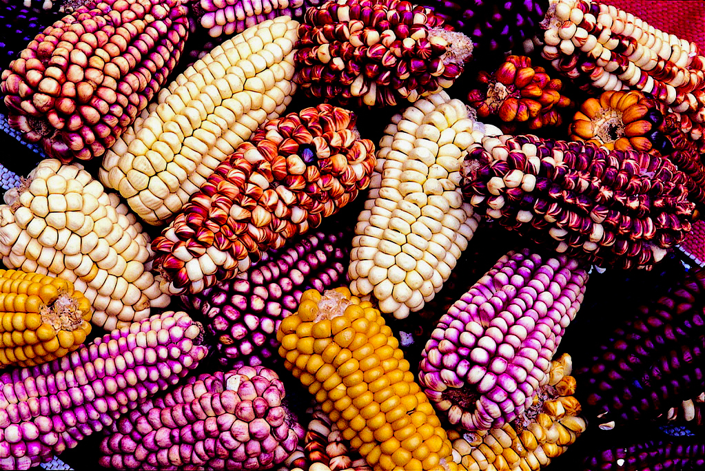 Colourful maize drying in the sun.jpg