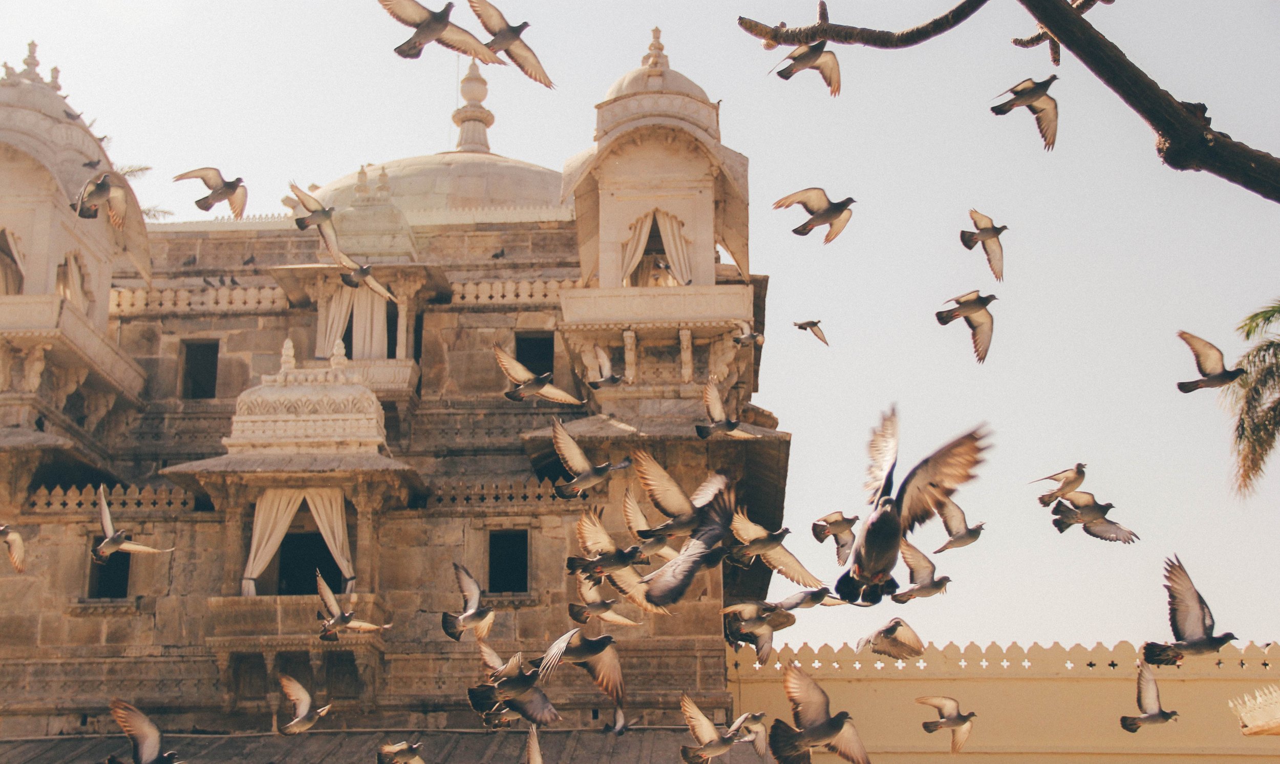 Copy of Flock of pigeons, Jaipur