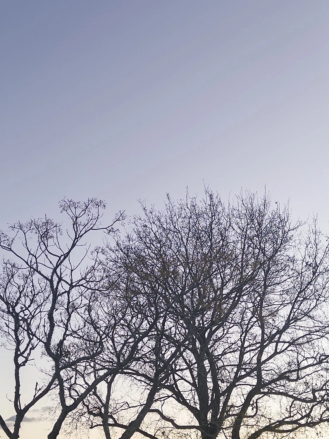 winter sky.jpg