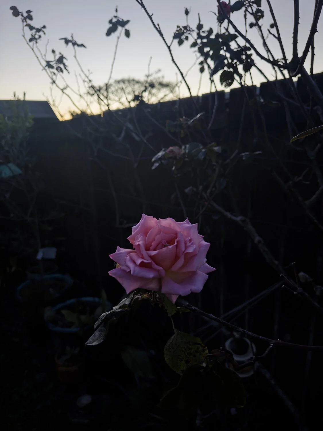 winter rose.jpg