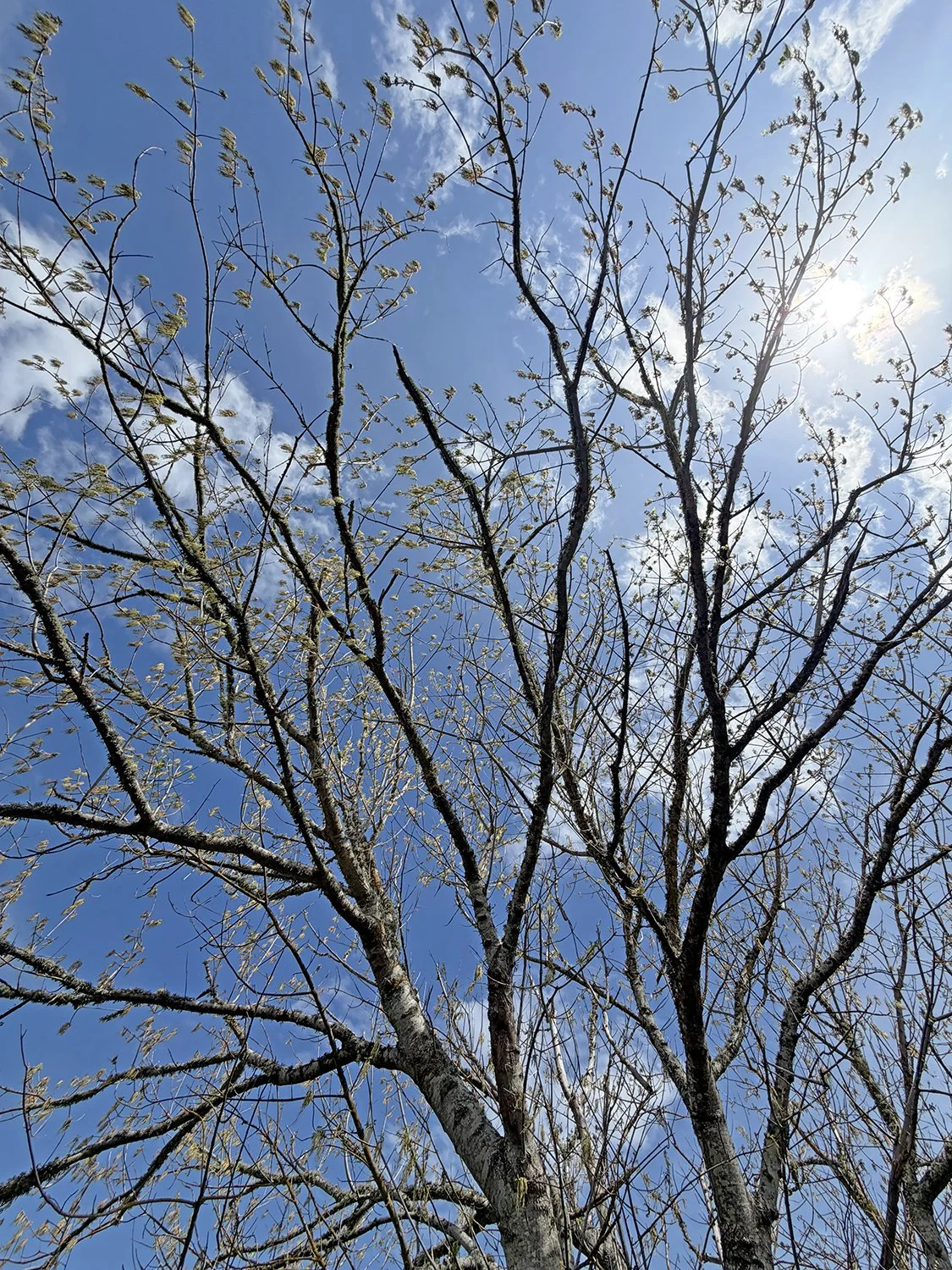 spring trees.jpg