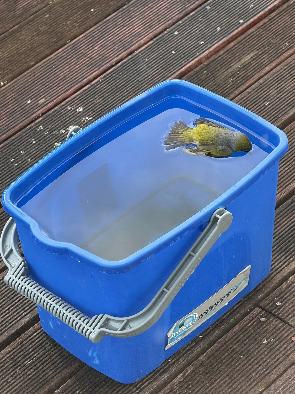 dead bird.jpg
