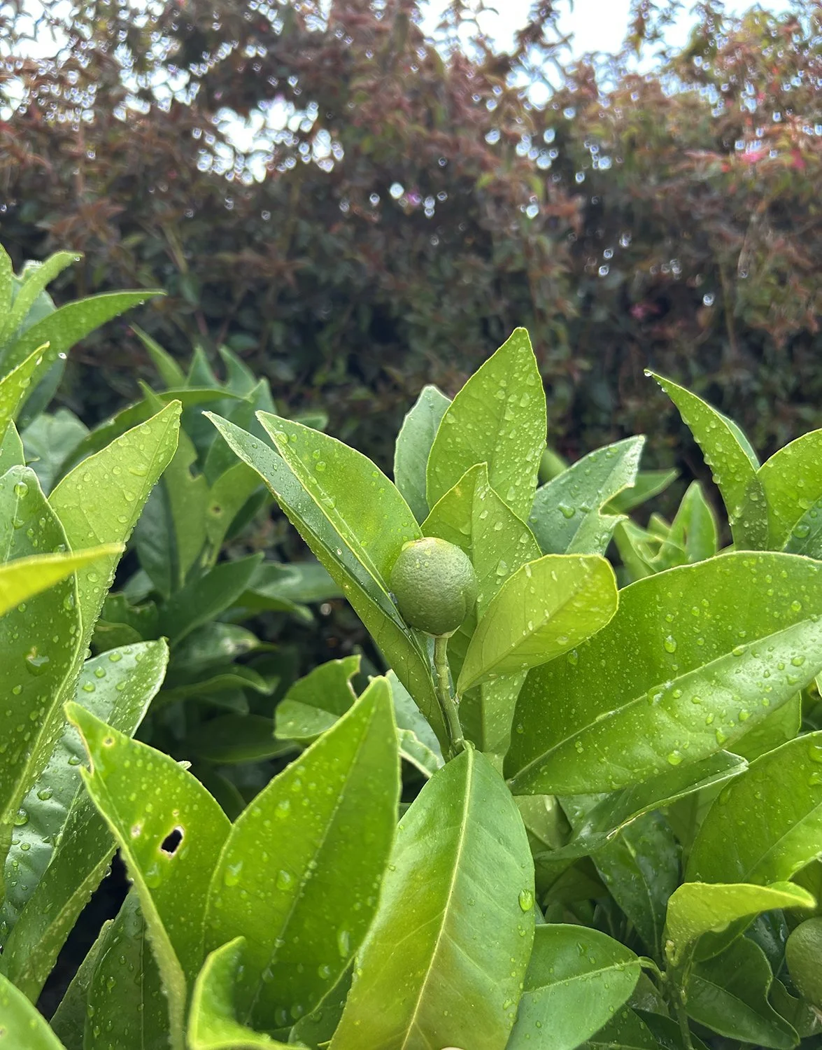 limes.jpg