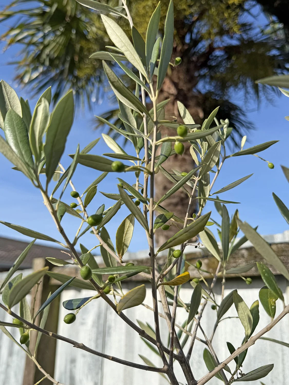 olive tree.jpg