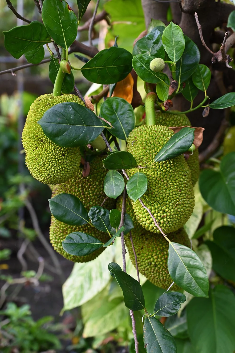 jackfruit.jpg
