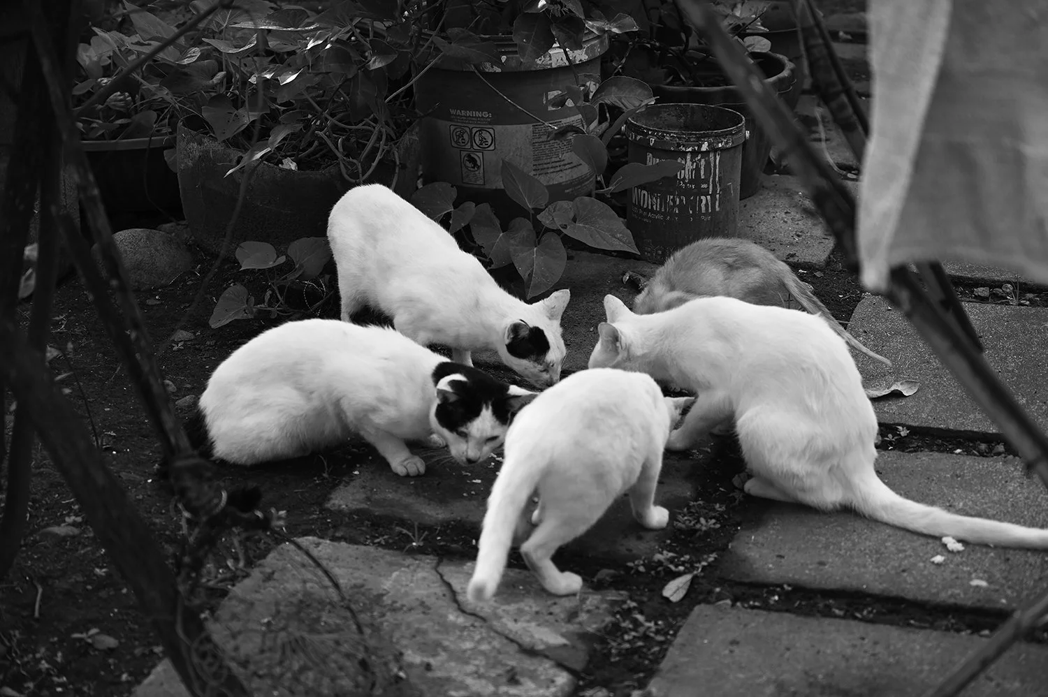 cats.jpg