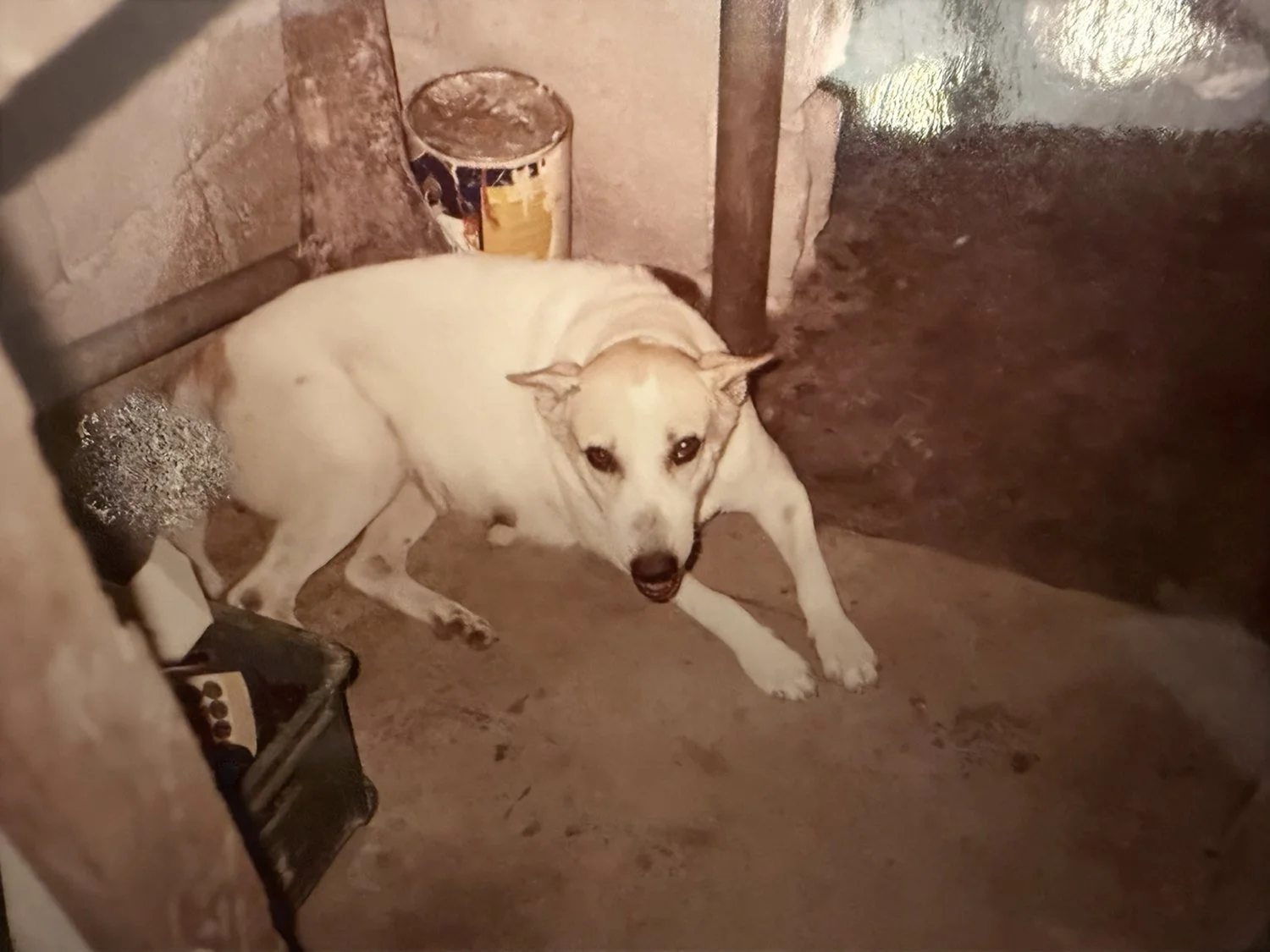  Our last faithful dog Gabby 