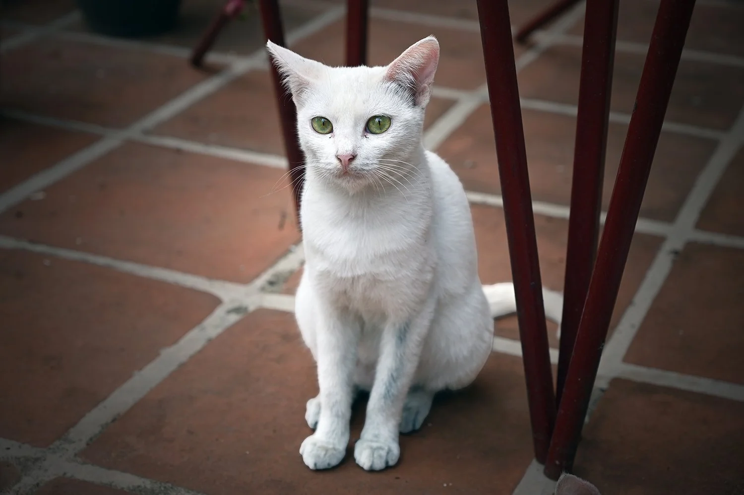 green eyed cat low res.jpg
