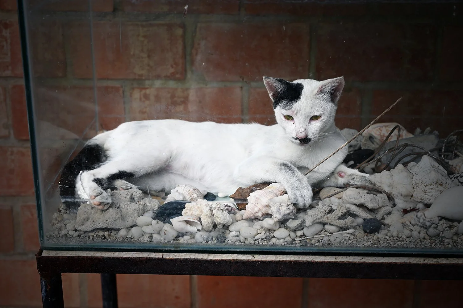 mr moustache cat low res.jpg