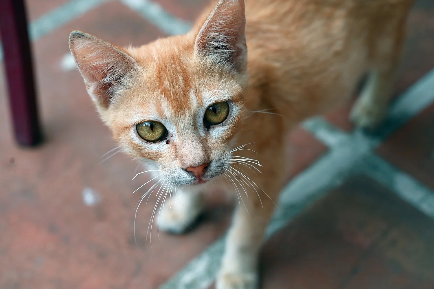 ginger kitty low res.jpg