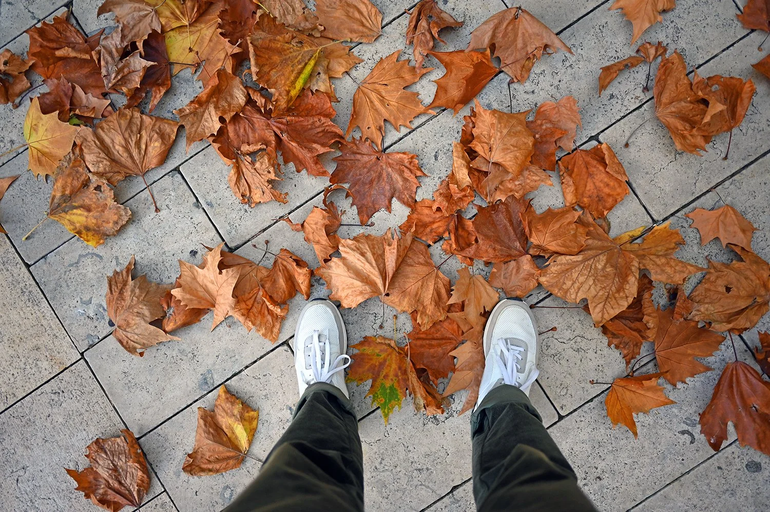 autumn leaves.jpg