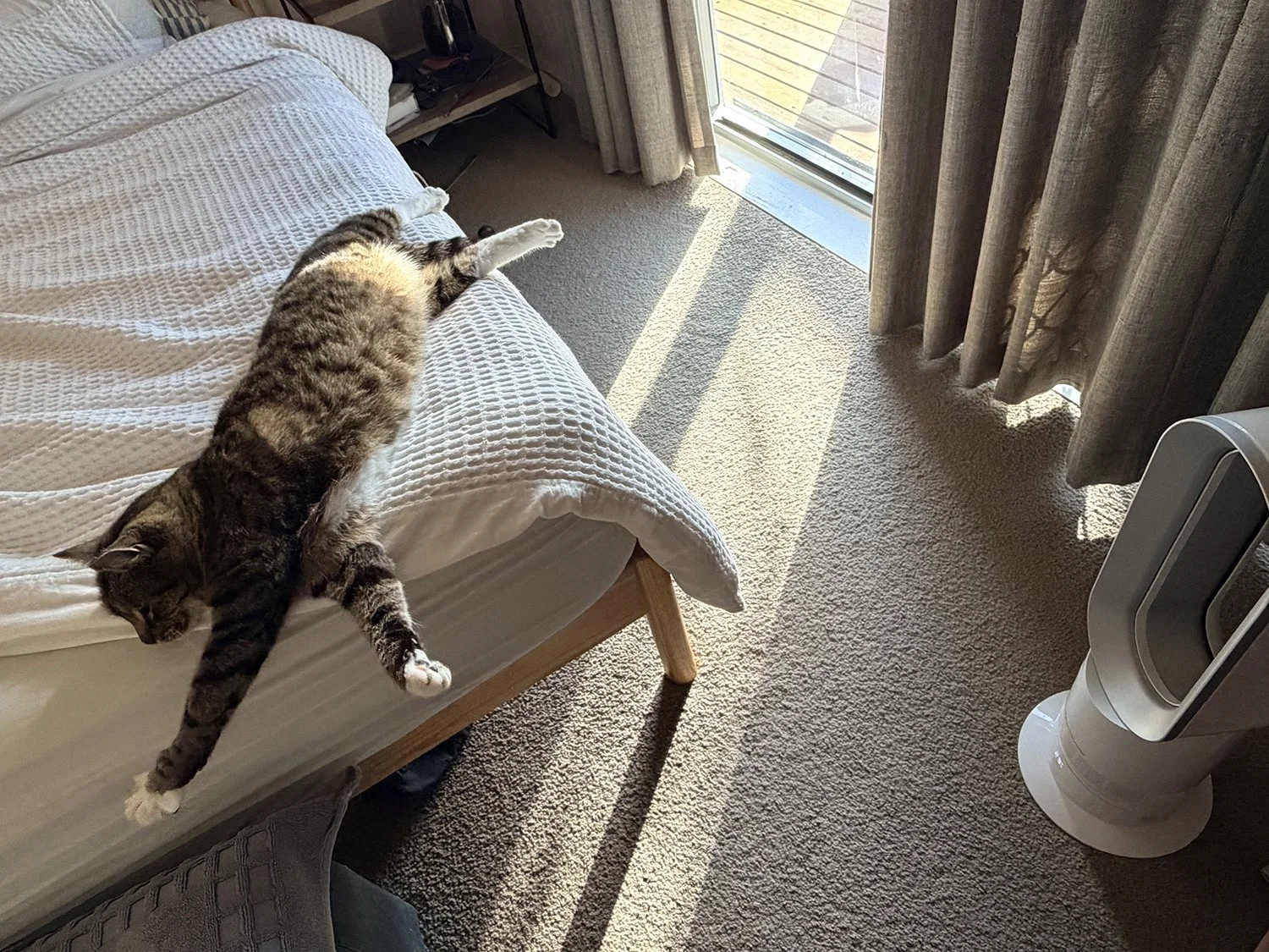 lily stretching.jpg