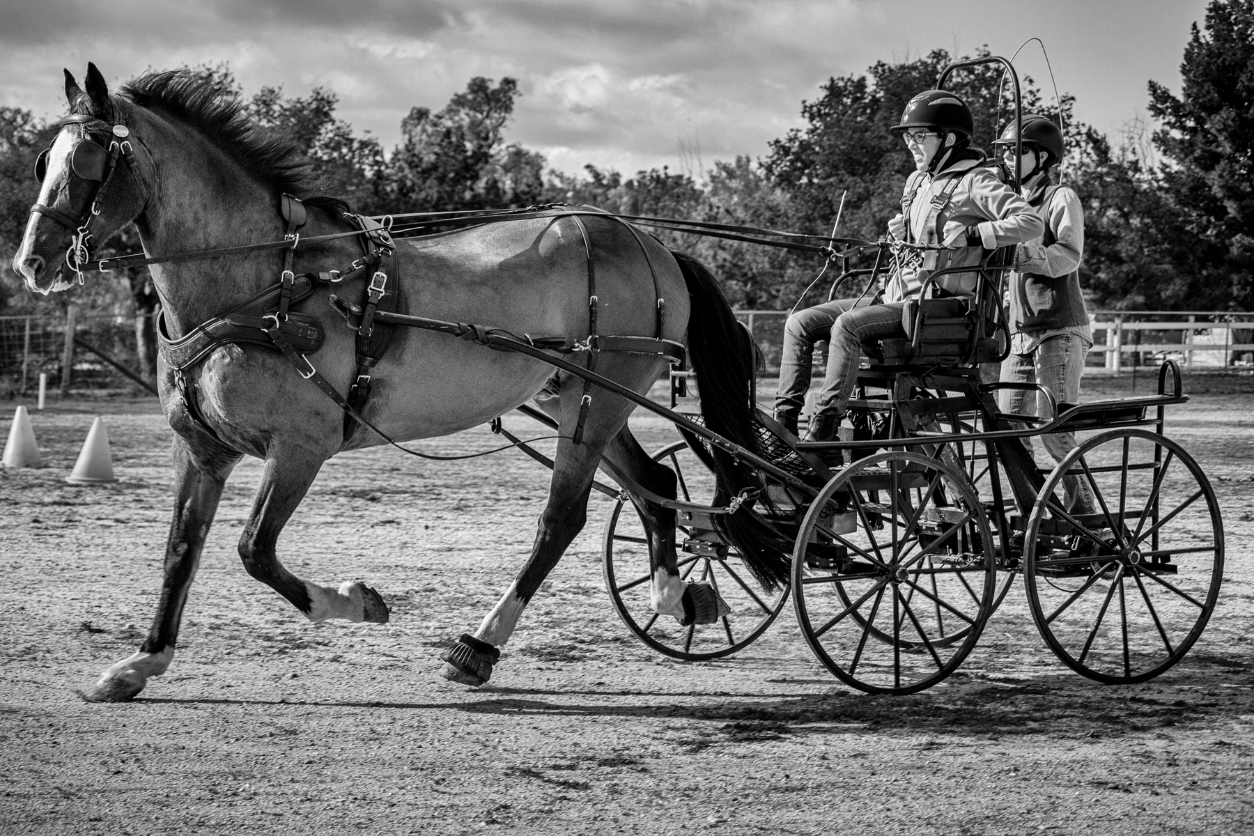 MA-Hold Your Horses-6x4-20160123-IMG_0527-Edit.jpg
