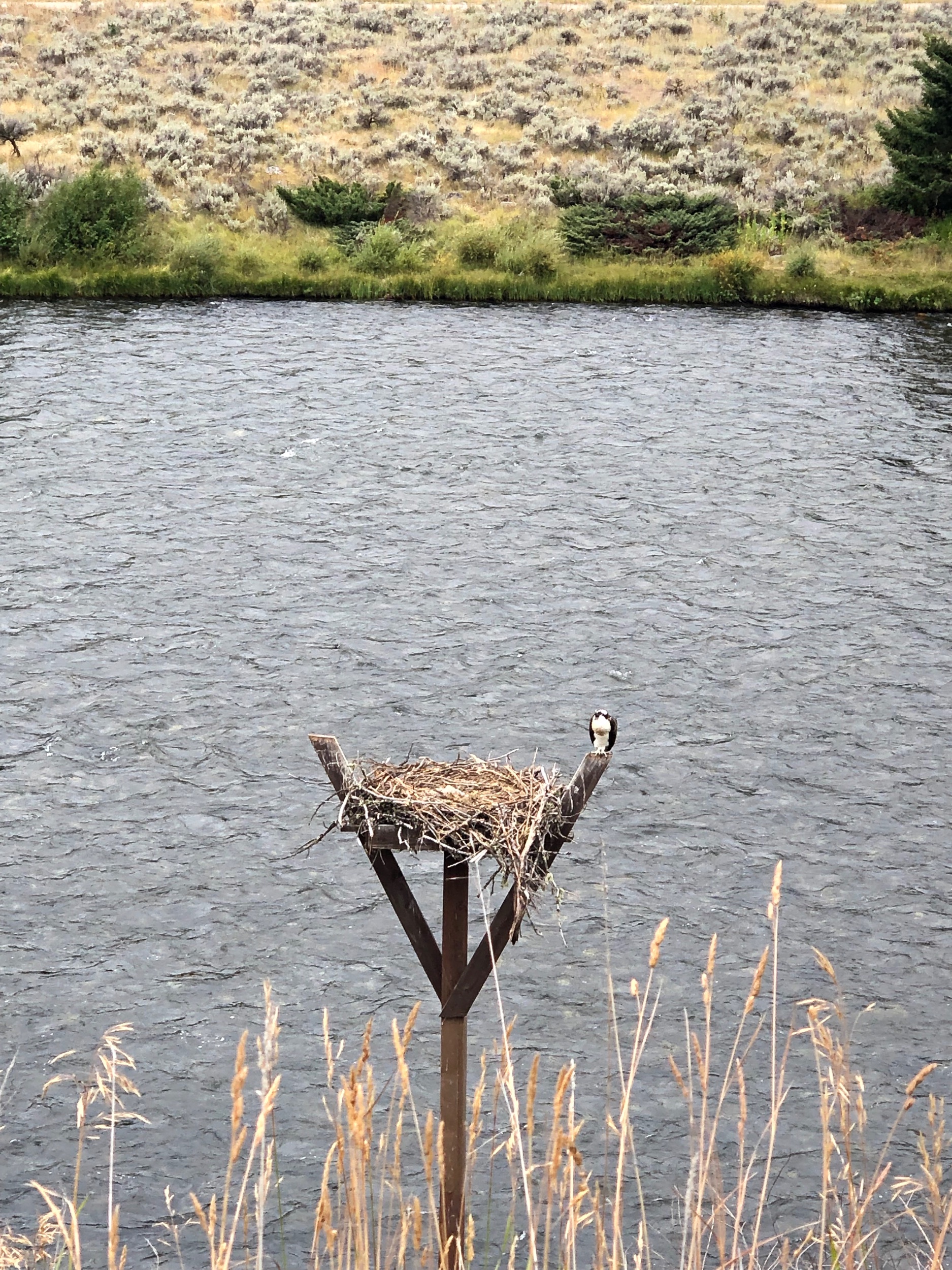 Osprey! Seen on a more typical September day in 2019.