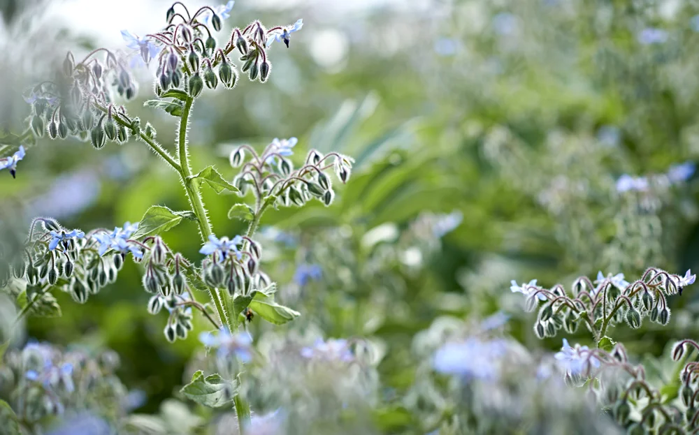 organicborage.jpg
