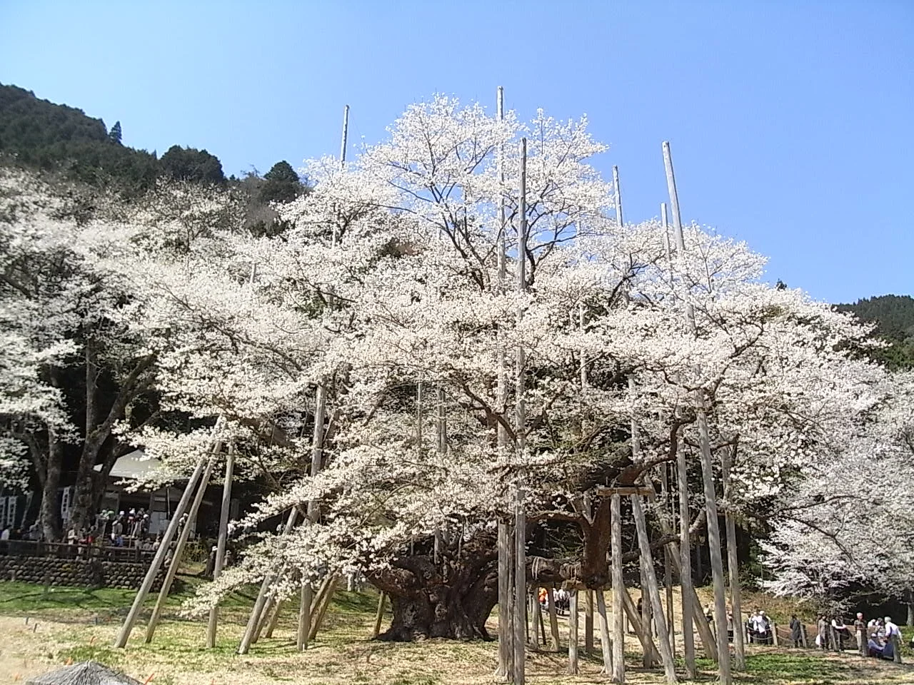 usuzumi sakura.jpg