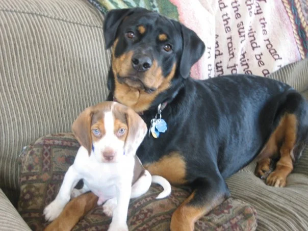 Our fur babies- Stella the Rottie and Rocky the Beagle