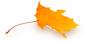 single fall leaf.jpg
