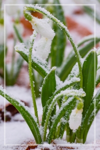 snowdrops in snow.jpg