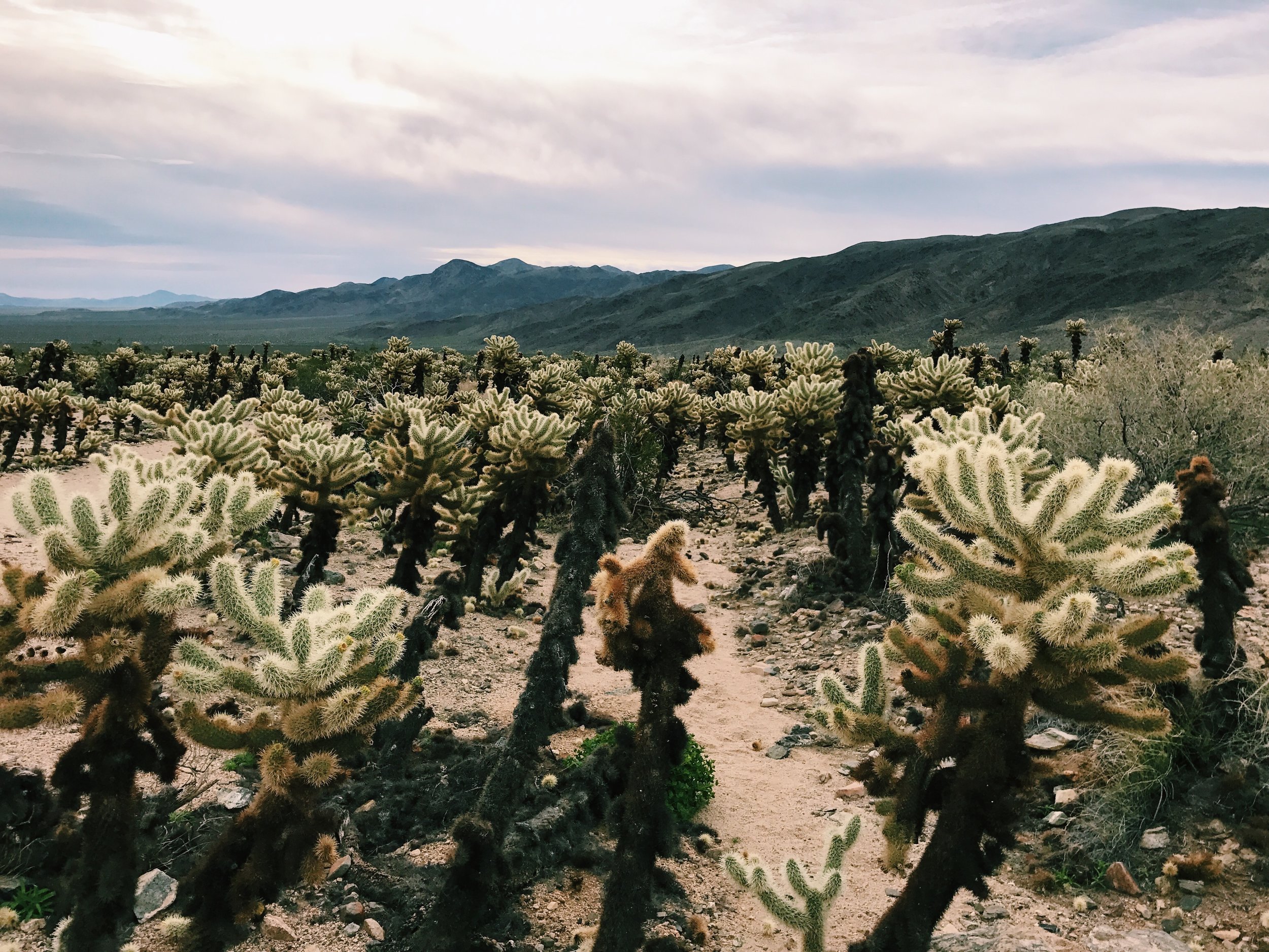 Joshua Tree National Park