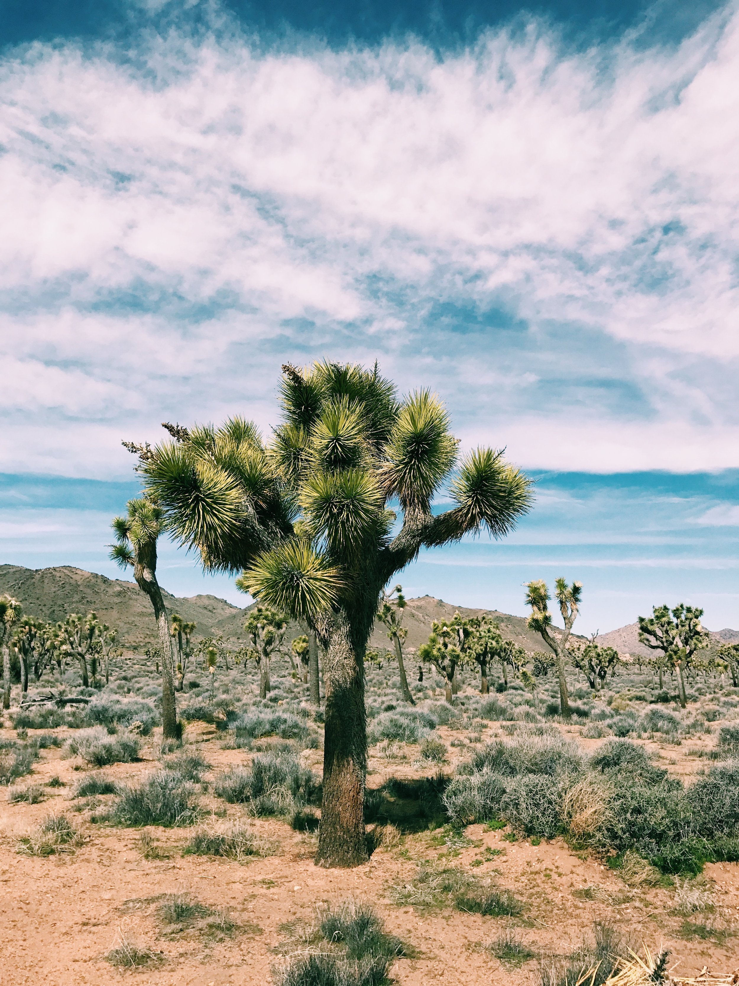 Joshua Tree National Park