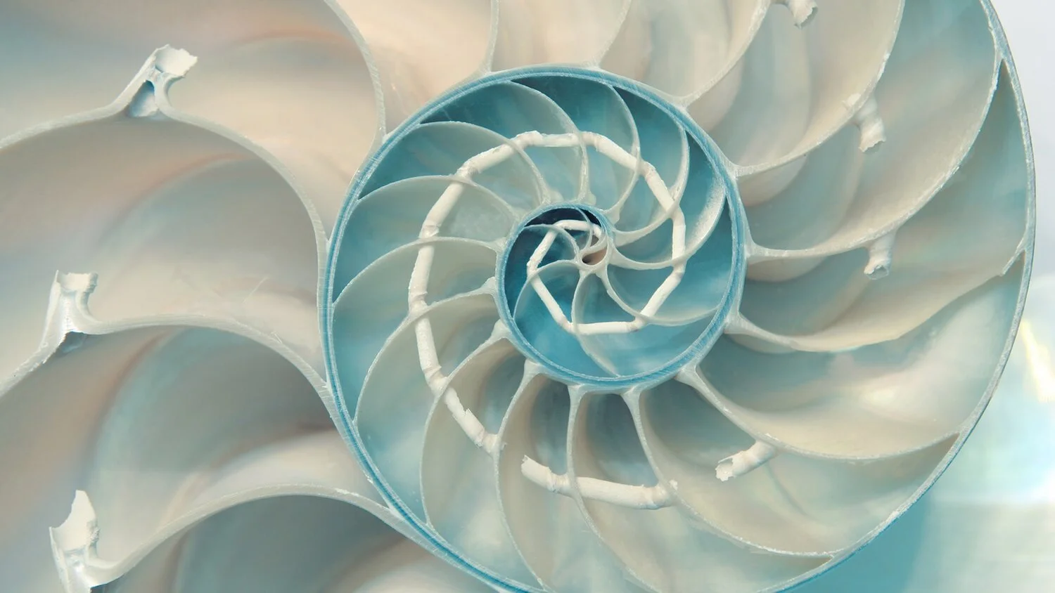 Unveiling the Realm of Biomimicry