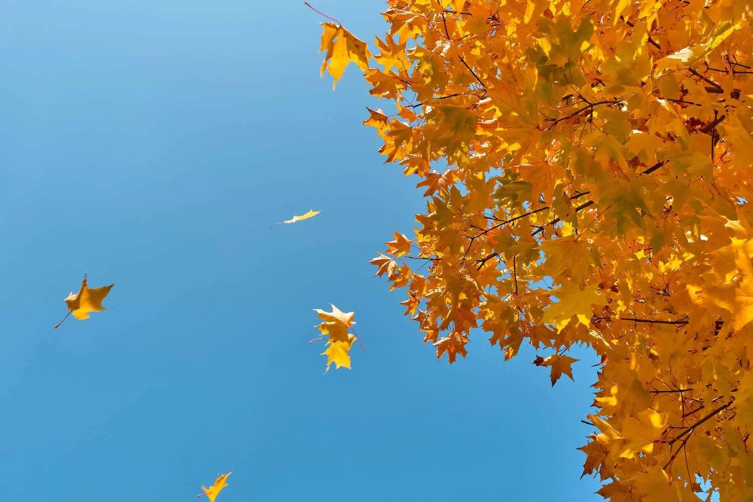 September Playlist: Hearty Tunes and Nostalgic Beats