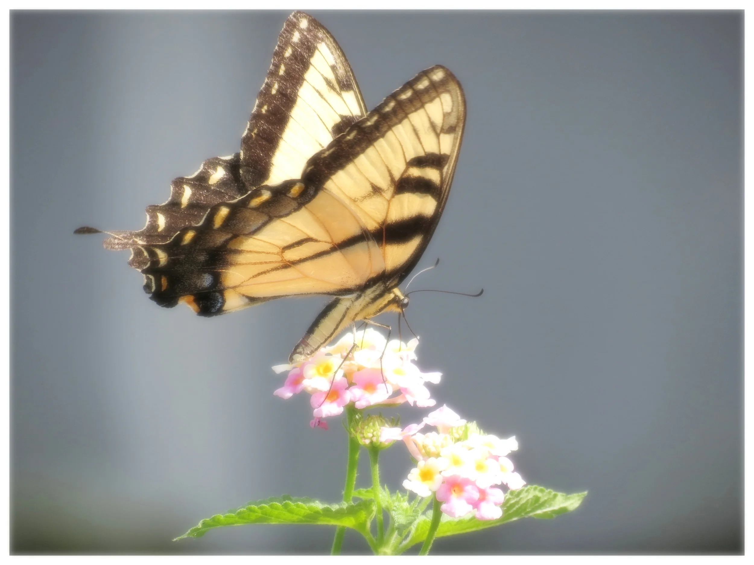 butterfly1.JPG