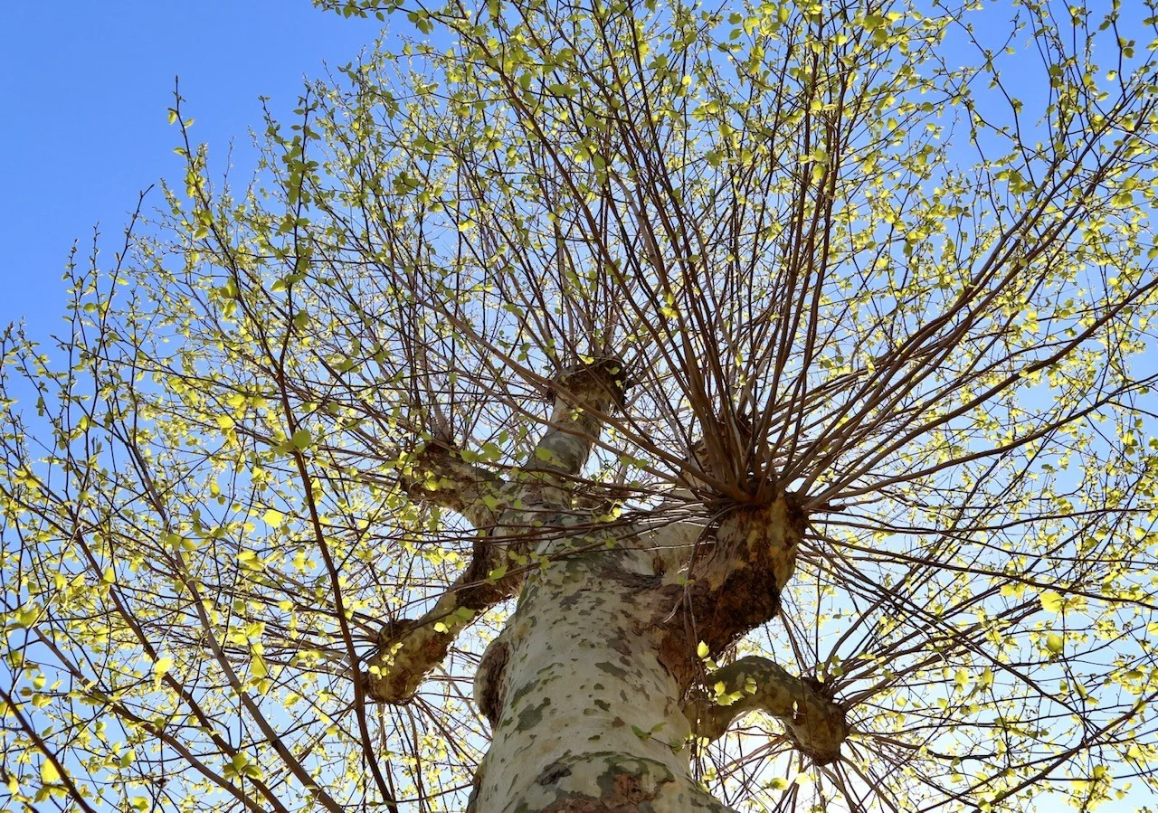 blossom4.jpg