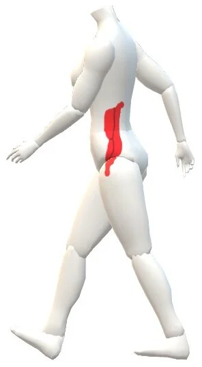 Iliopsoas and QL.jpg