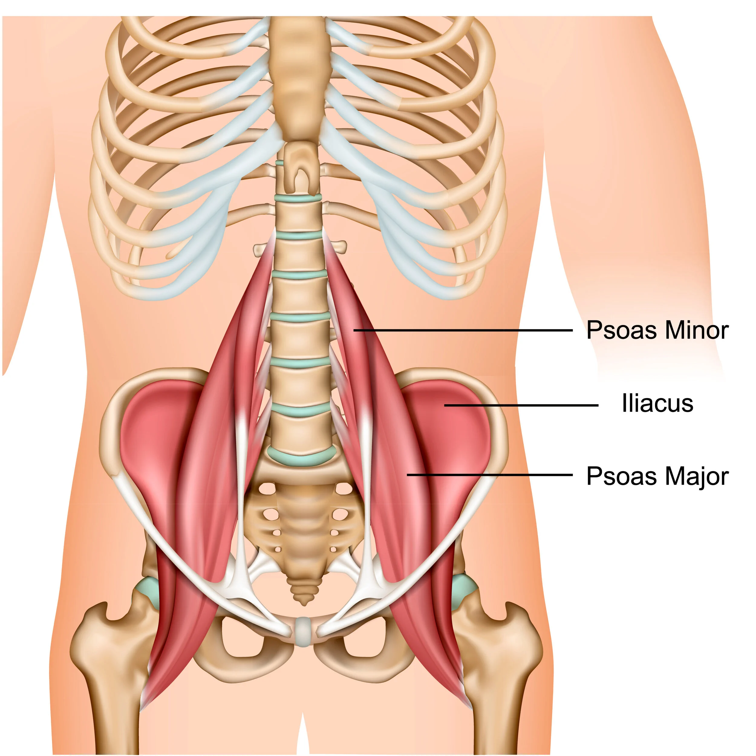 Iliopsoas.jpg