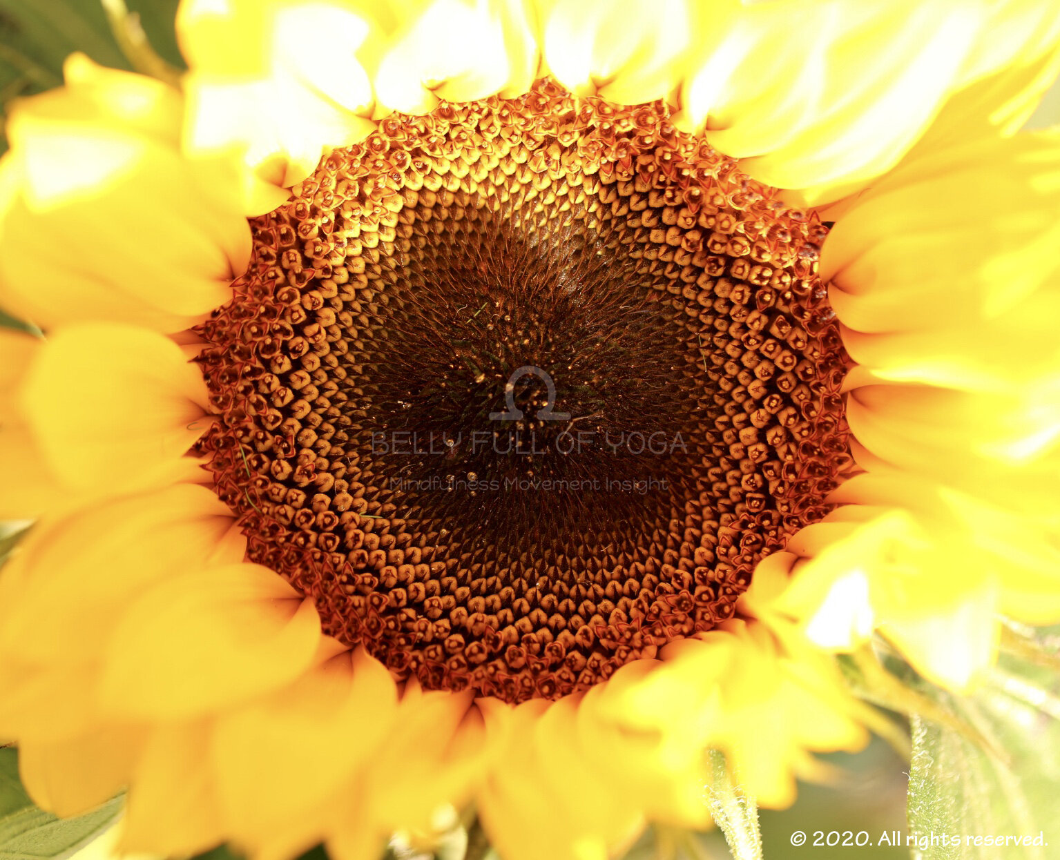 Sunflower.jpg