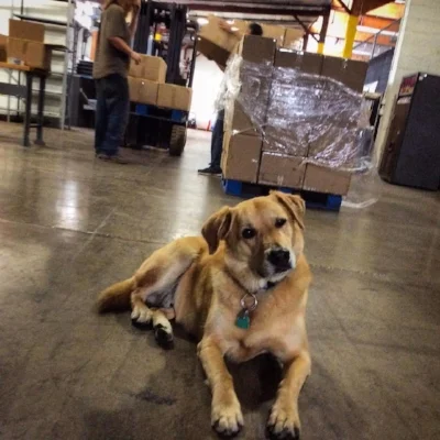 Shilo, Big Dawg "Just love those tennis balls, doesn't everyone?! I live to bring a tail wag of happiness to someone daily." You will find him at the office, daily, and can follow him on Instagram #DogNamedShilo