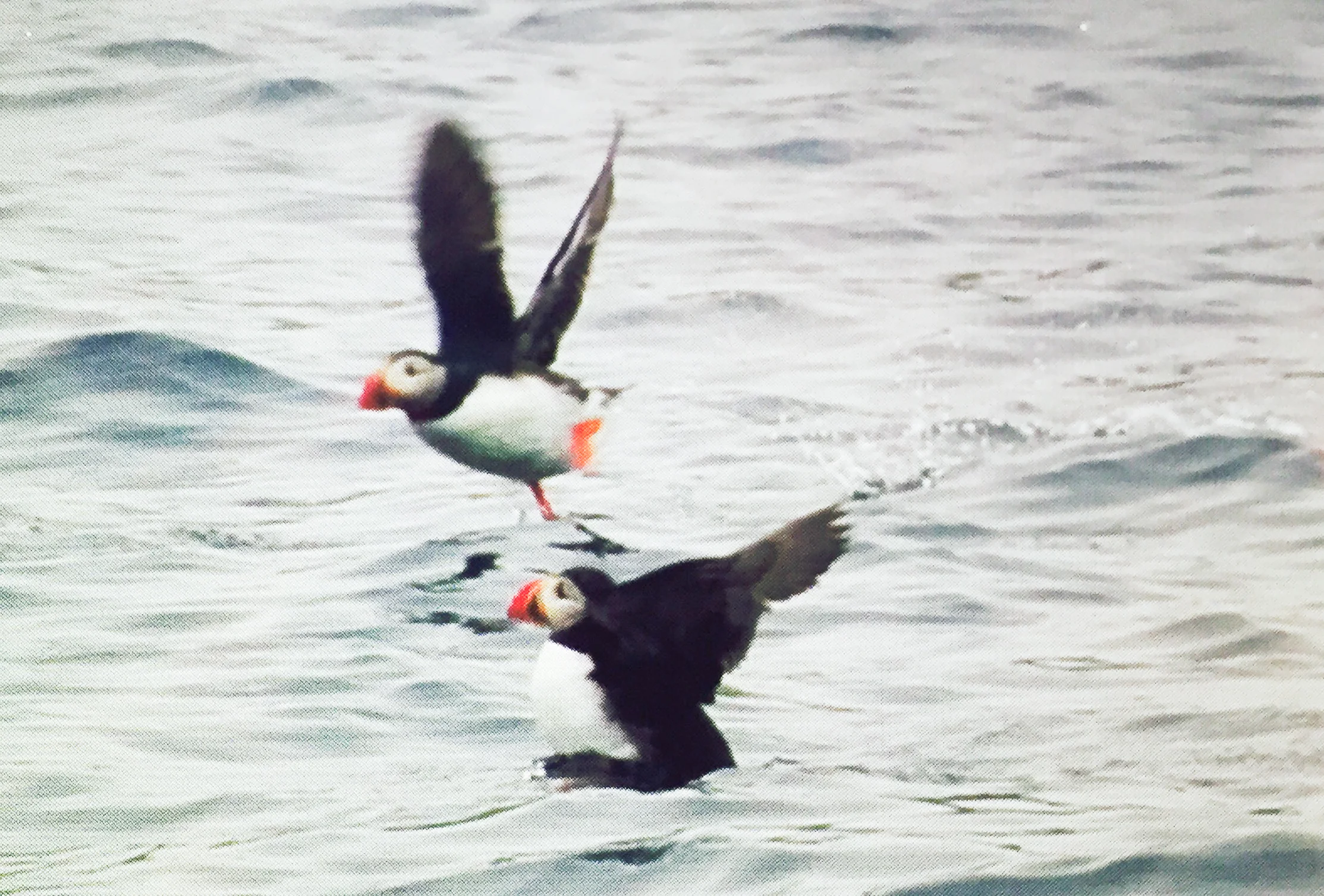 The only two puffins we saw.