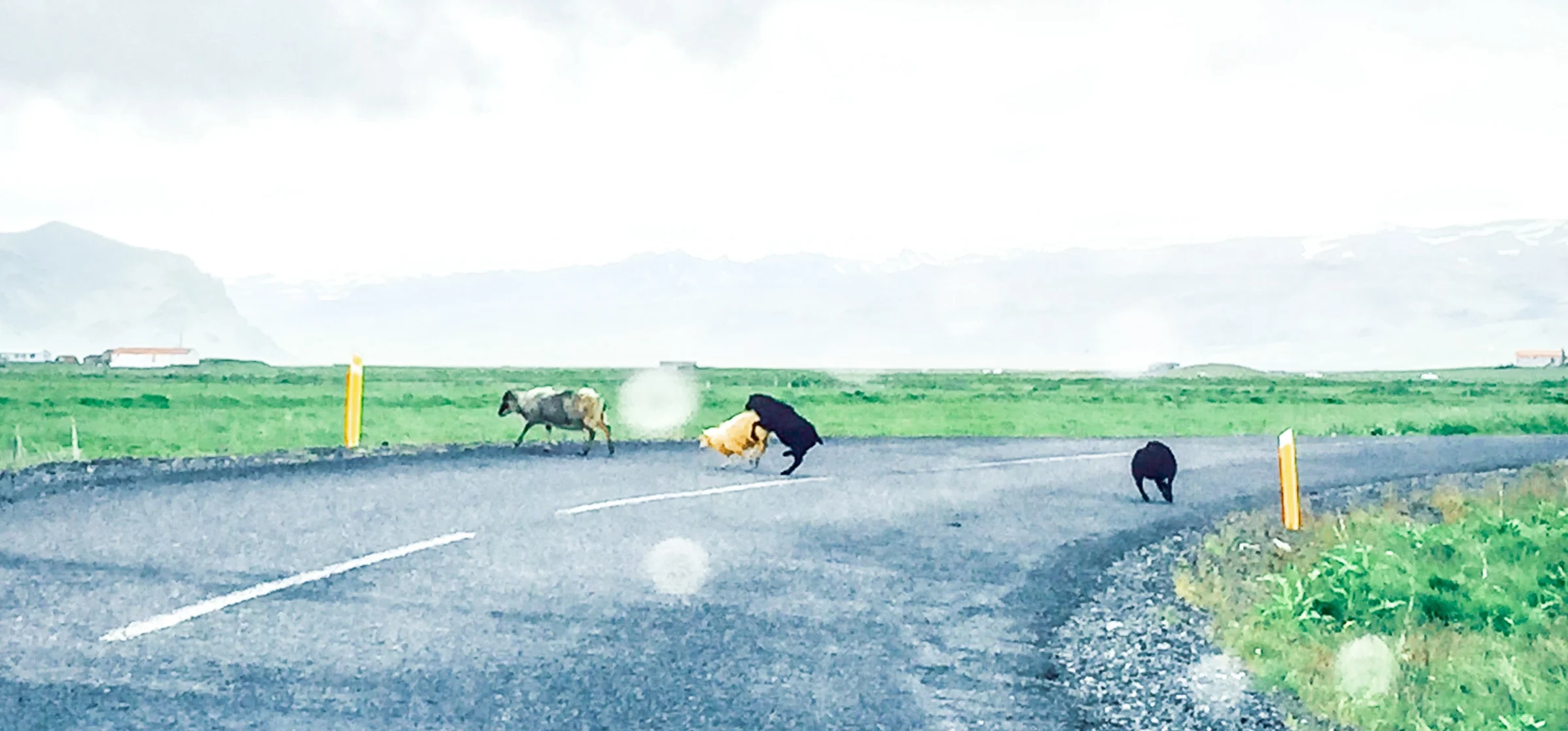 rams crossing the road…or are they?
