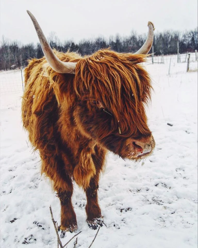 A Scottish Highland cow enjoys the snow. (Photo: Emily Hoffman)