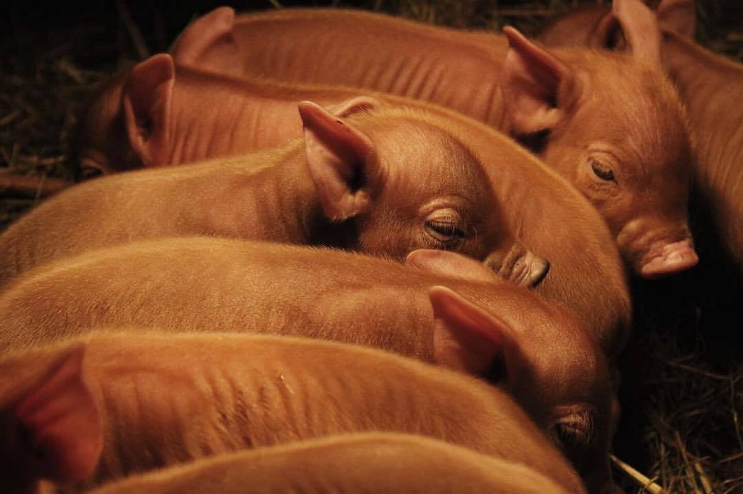 Newborn Tamworth piglets line up to nurse. (Photo: Claire Pacione)