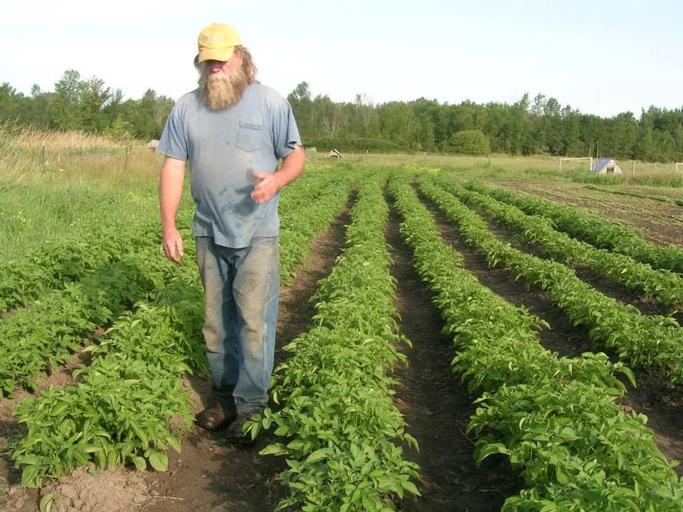 Brian Bennett walks among rows of crops.