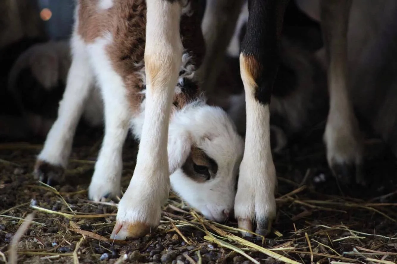 A Newborn lamb tests out their legs. (Photo: Claire Pacione)