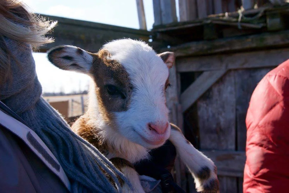 A student volunteer holds a newborn lamb. (Photo: Alli Chertack)