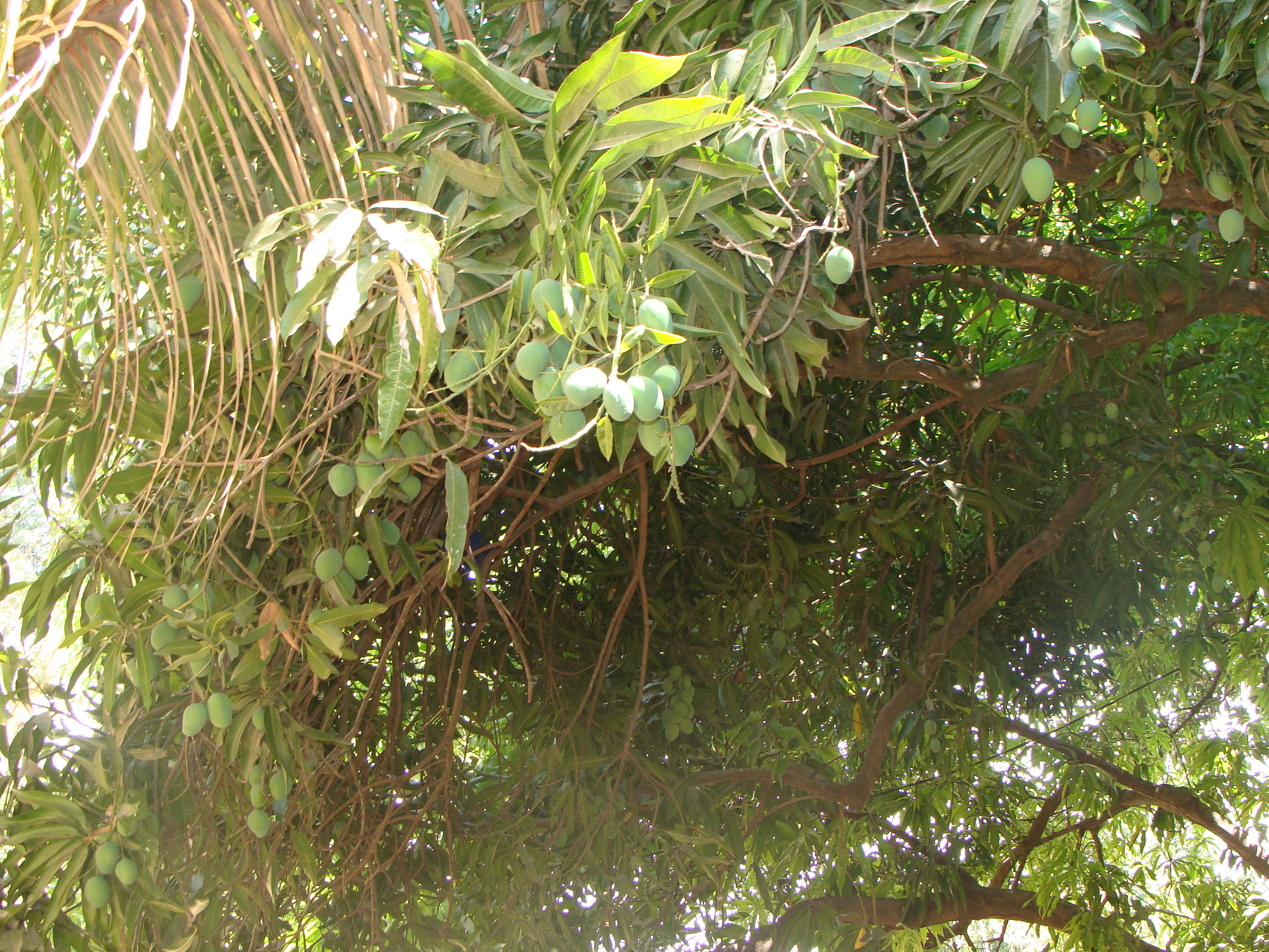 DSC05250.JPG